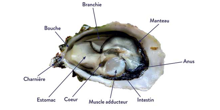 oysters make pearls